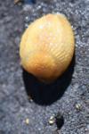Arion intermedius
