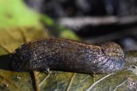Tandonia budapestensis