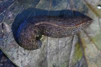 Tandonia budapestensis