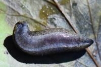 Tandonia budapestensis