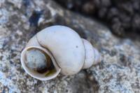 Bithynia tentaculata