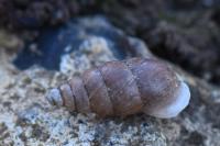 Merdigera obscura