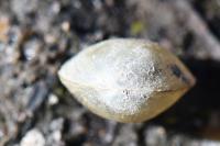 Sphaerium corneum