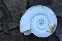 Planorbis carinatus