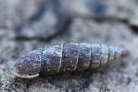 Clausilia bidentata