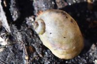 Ampullaceana balthica