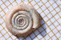 Anisus vortex