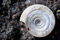 Anisus vortex