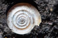 Anisus vortex