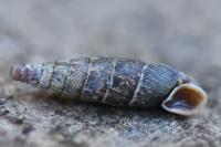 Clausilia bidentata