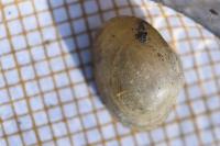 Sphaerium corneum