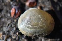 Sphaerium corneum