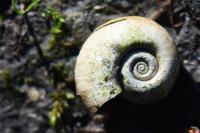 Planorbarius corneus