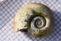 Planorbarius corneus