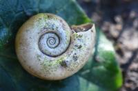 Planorbarius corneus