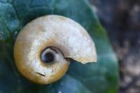 Planorbarius corneus
