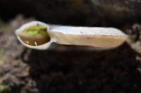 Planorbis carinatus
