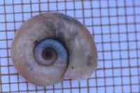 Planorbis carinatus