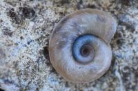 Planorbis carinatus