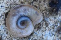 Planorbis carinatus