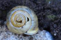 Cepaea hortensis