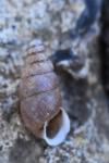 Merdigera obscura