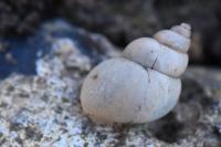 Bithynia tentaculata