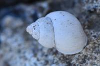Bithynia tentaculata