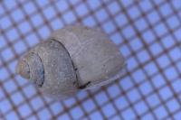 Bithynia tentaculata