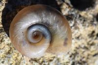 Planorbis carinatus