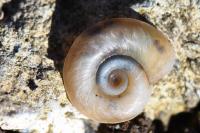 Planorbis carinatus