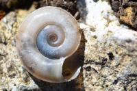 Planorbis carinatus