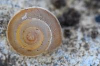 Hygromia cinctella