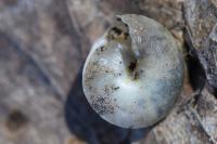 Hygromia cinctella