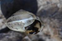 Hygromia cinctella