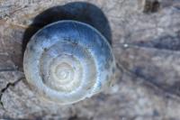 Hygromia cinctella