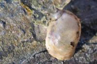 Ampullaceana balthica