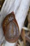 Succinea putris