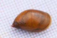 Succinea putris
