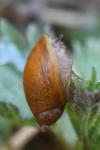 Succinea putris
