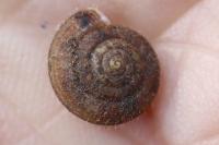 Trochulus hispidus