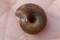 Trochulus hispidus
