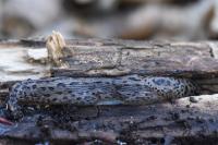 Limax maximus