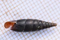 Cochlodina laminata