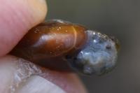Aegopinella nitidula