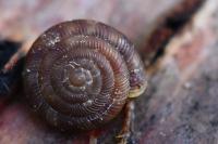 Gonyodiscus rotundatus