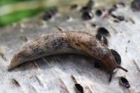 Deroceras reticulatum