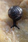 Euconulus fulvus fulvus