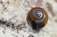 Perpolita hammonis