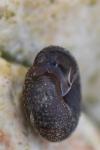Trochulus hispidus